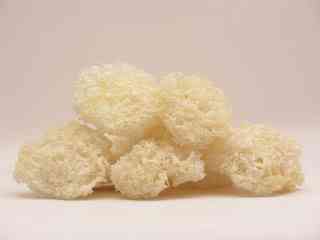 Ледяные белые грибы